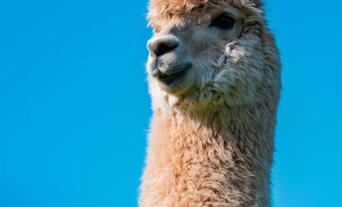 Your wooly friend awaits!